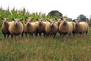 Charollais Sheep - Ewe Lambs Charollais Sheep - Ewe Lambs